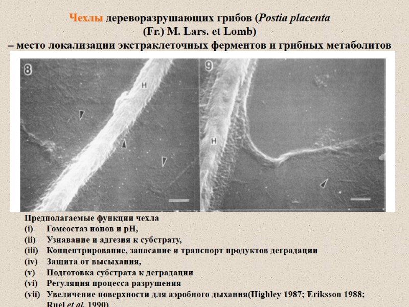 Чехлы дереворазрушающих грибов (Postia placenta (Fr.) M. Lars. et Lomb) – место локализации экстраклеточных